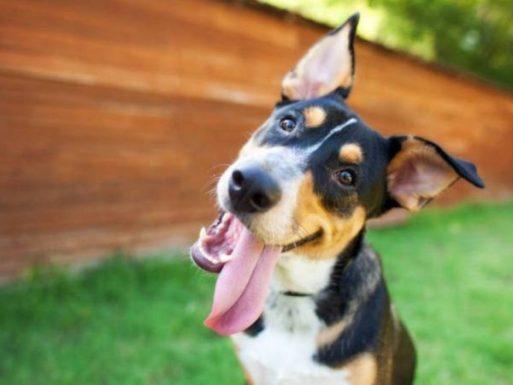 Senado aprova projeto que proíbe tratar animais como coisas