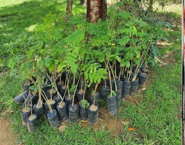 Itapetinga: Prefeito Rodrigo Hagge disponibiliza mudas nativas para produtores da região