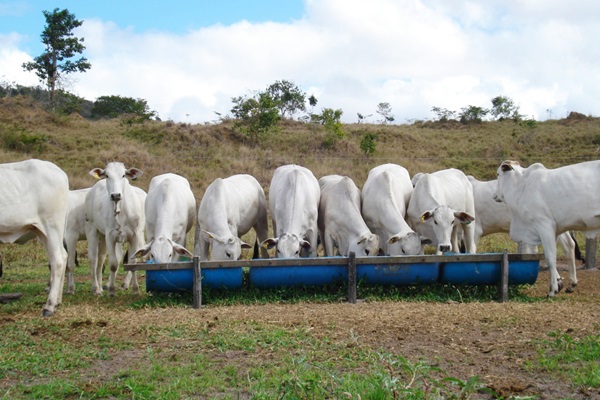 Pesquisa da Uesb investiga suplementação em bovinos com ureia