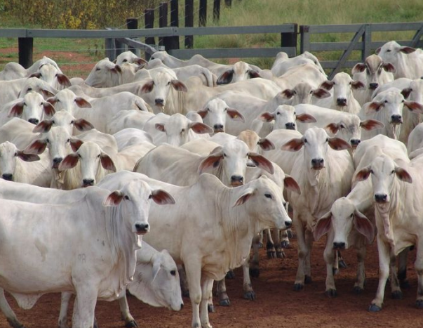Bahia prorroga vacinação contra a Febre Aftosa até 30 de junho