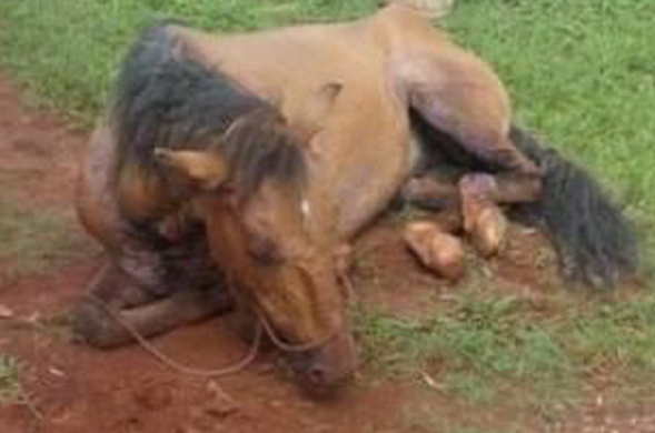 Caatiba: Polícia identifica e indicia criminoso que mutilou cavalo