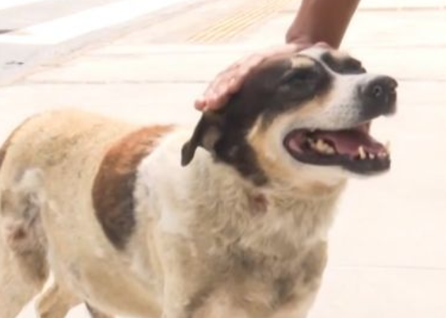 No interior da Bahia Cachorro vira mascote de hospital após ficar quase 3 anos na espera de dono