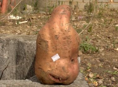 Vitória da Conquista: Moradores colhem batata doce gigante de mais de três quilos