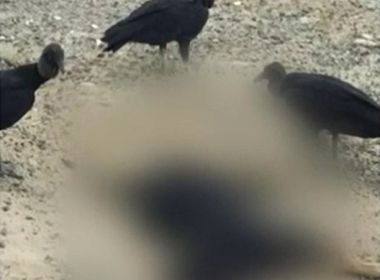 Teixeira de Freitas: Oito cachorros aparecem mortos e suspeita é de envenenamento