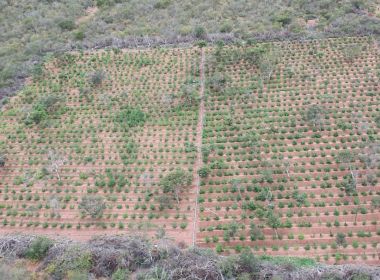 Mais de 78 mil pés de maconha são identificados e erradicados no norte da Bahia