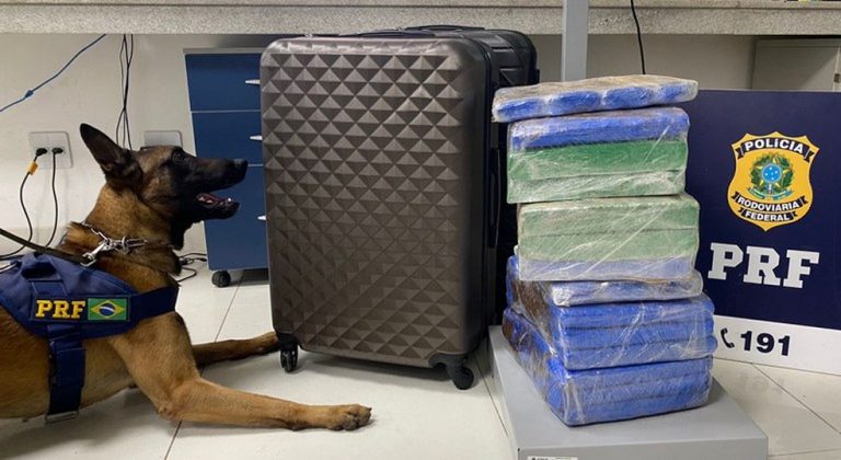 Com ajuda de cão farejador, polícia encontra mais de 31 kg de maconha em ônibus de turismo na Bahia