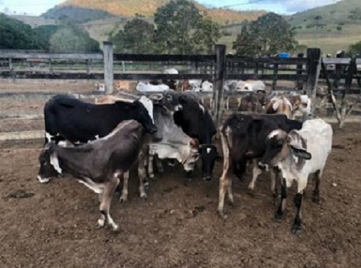 Caatiba: Homem é preso acusado de furtar 10 cabeças de gado na fazenda onde trabalhava