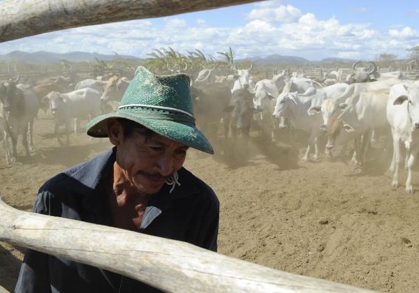 Começa a segunda etapa da vacinação contra a febre aftosa