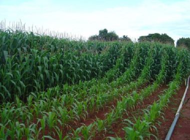 Brasil fracassou ao tentar ser potência em fertilizantes