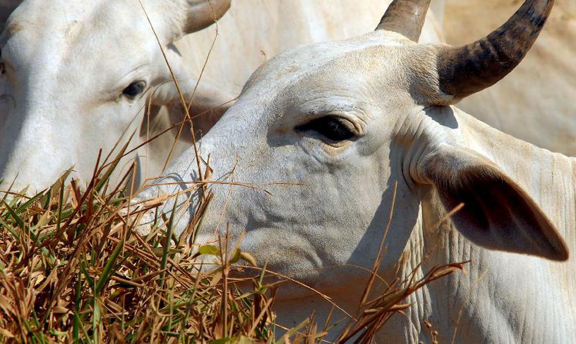 Produtores de 16 estados poderão renegociar dívidas do crédito rural