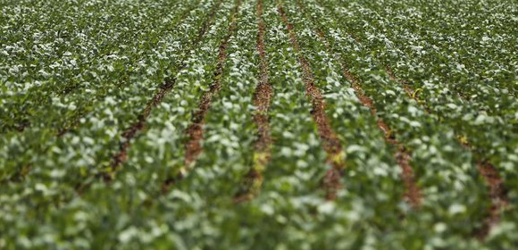 Colheita de soja brasileira atinge 74,4%; veja números dos estados