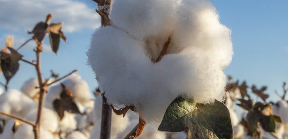 Produtores de algodão elevam qualidade da fibra na Bahia: “Brilho melhor”