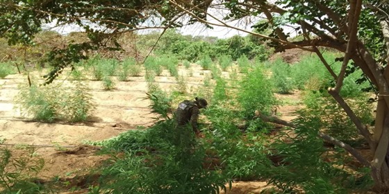 Operação encontra mais de 35 mil pés de maconha na Bahia