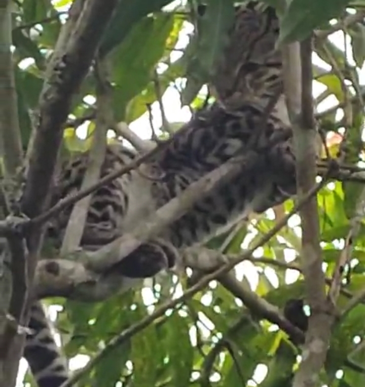 Itapetinga: suposta Jaguatirica  é Localizada em Cima de Uma árvore No Loteamento Moradas do Bem Querer