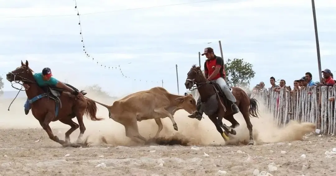 Vaquejada clandestina é cancelada no interior baiano