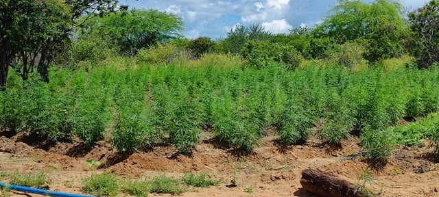 Cerca de 21 toneladas de maconha são encontradas pela PF e PM em plantação na Bahia