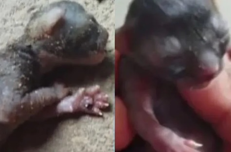 Feira de Santana: Nascimento de Filhotes de Cruzamento Inusitado Entre Gato e Cachorro Viraliza nas Redes Sociais