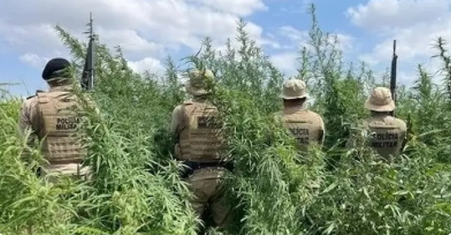 No Interior da Bahia: Polícia Militar erradica 65 mil pés de maconha