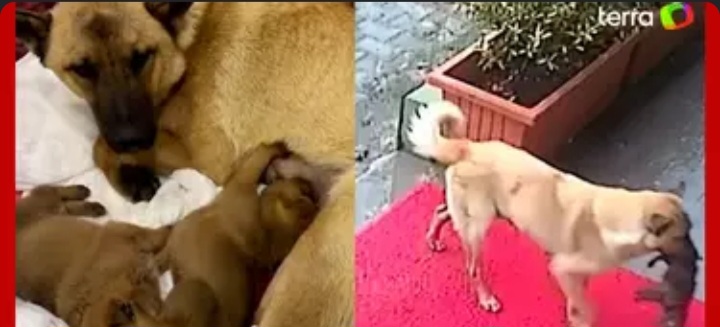 Cadela salva vida de filhote com hipotermia após carregá-lo até o veterinário