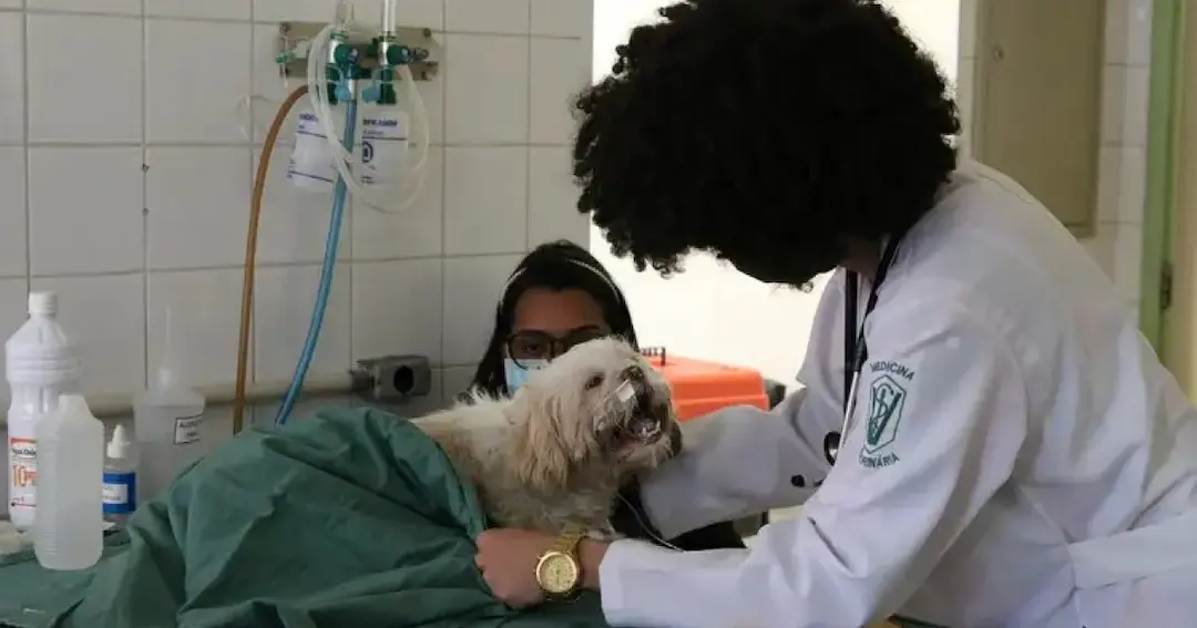 Conselho de Medicina Veterinária da Bahia lança concurso com salários chegando a R$ 8 mil