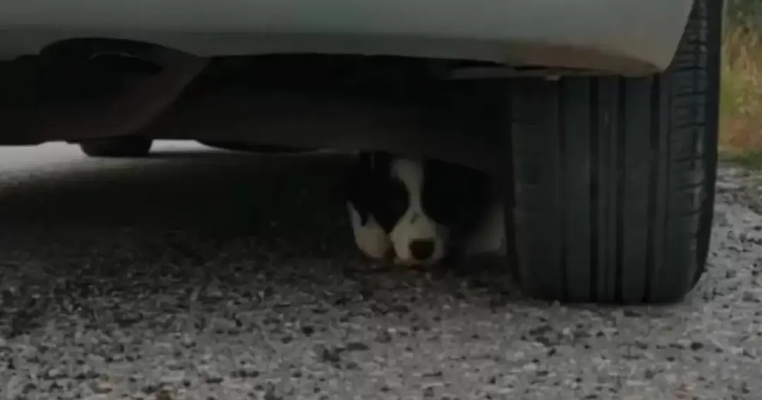 Projeto de lei propõe cassar CNH de motoristas que abandonarem animais em vias públicas