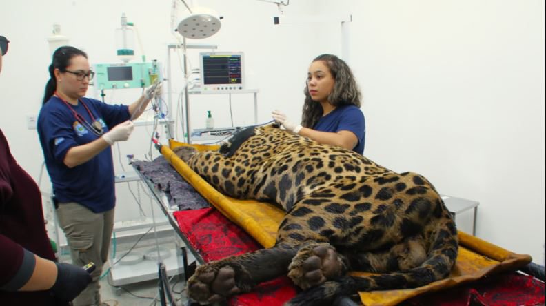 Onça que matou caseiro em MS não será devolvida à natureza, informa ICMBio