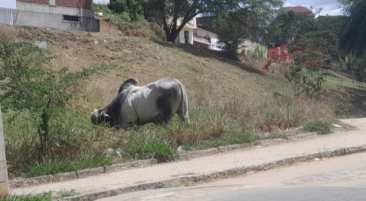 Itapetinga: Boi Solto Causa Alerta em Via de Grande Circulação