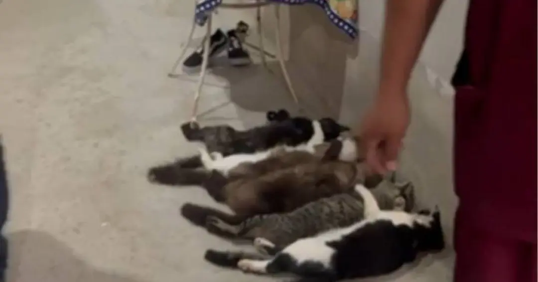 Três pessoas são presas por envolvimento em esquema de venda ilegal de sangue de gatos em SP