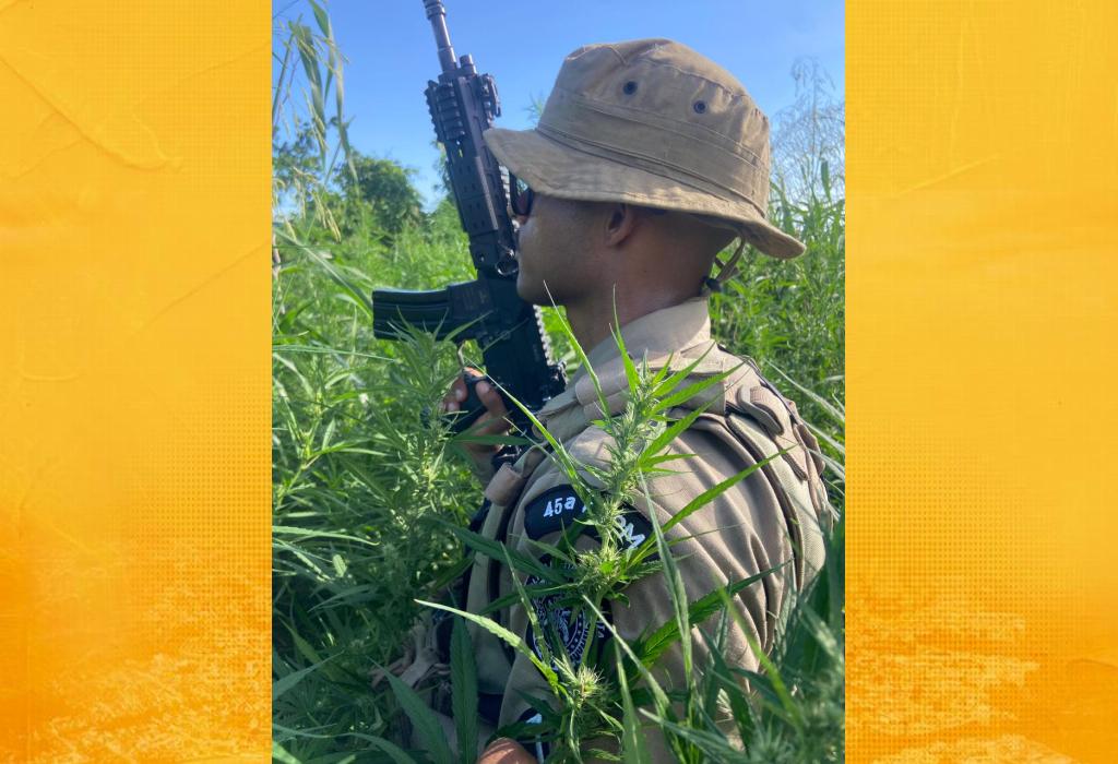 PM erradica 32 mil pés de maconha em área rural de Curaçá