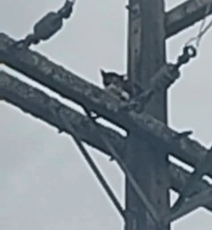 Internauta registra apelo por resgate de gato em poste de energia elétrica no centro de Itapetinga