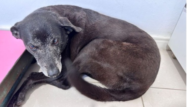 Morre Pretinha, companheira do cão Orelha: “Não conseguimos salvá-la”