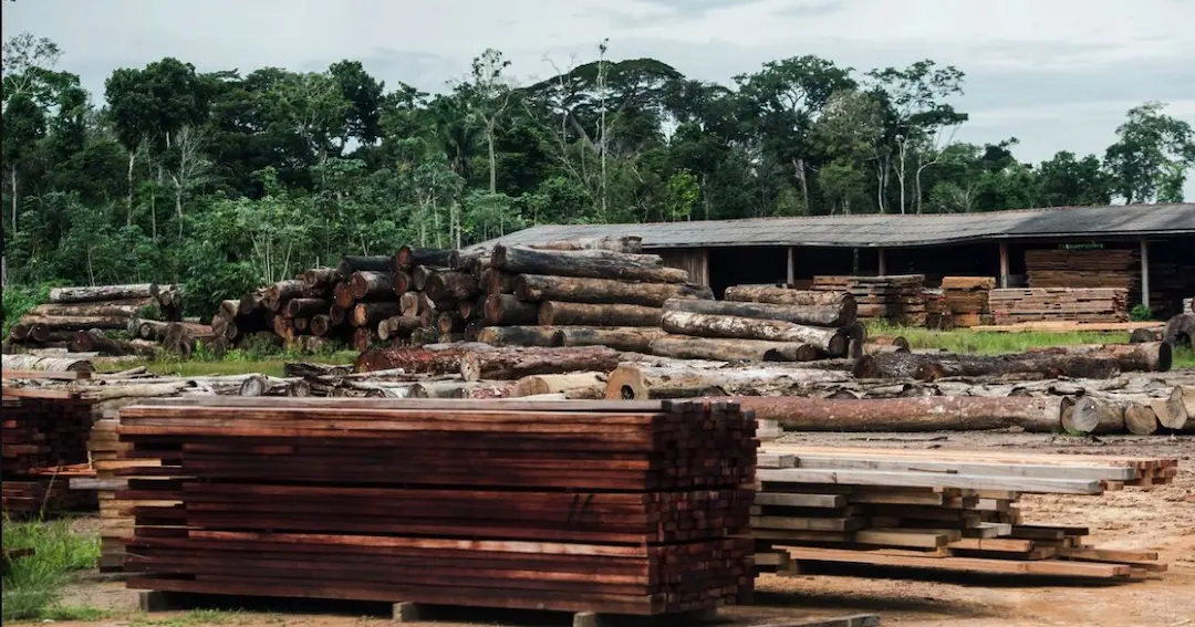 Após multas de R$ 110 mi, Ibama identifica 21 possíveis madeireiras fantasmas e de fachada