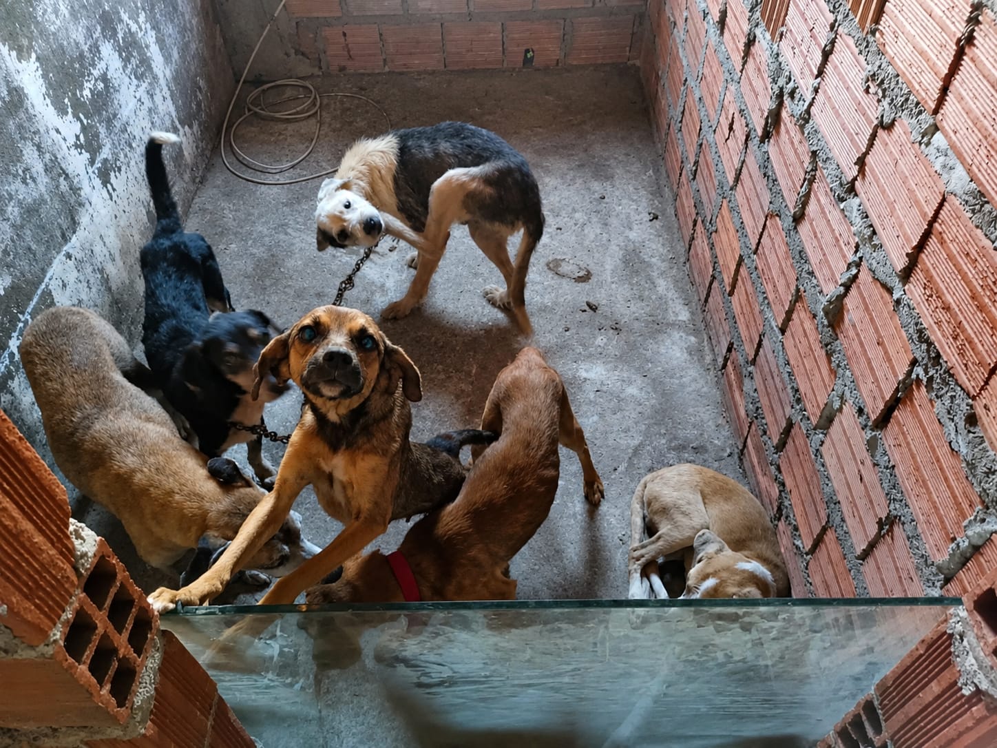 Homem é preso por suspeita de realizar eutanásia ilegal de cães em Feira de Santana