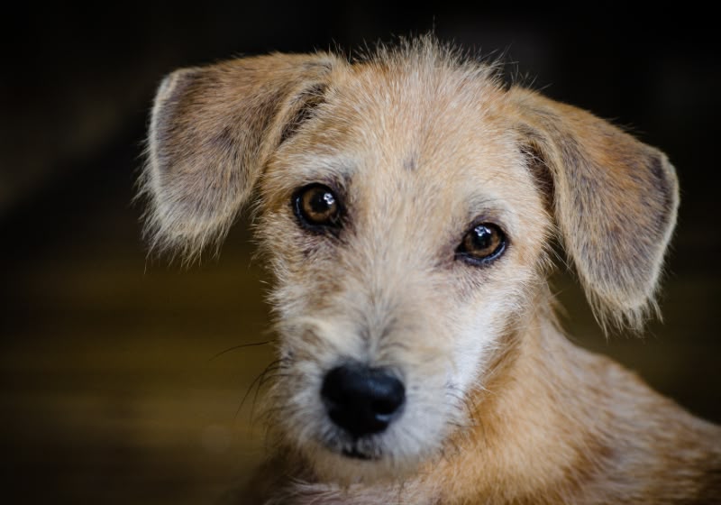 STF decide que prefeituras devem acolher cães e gatos abandonados e vítimas de maus-tratos