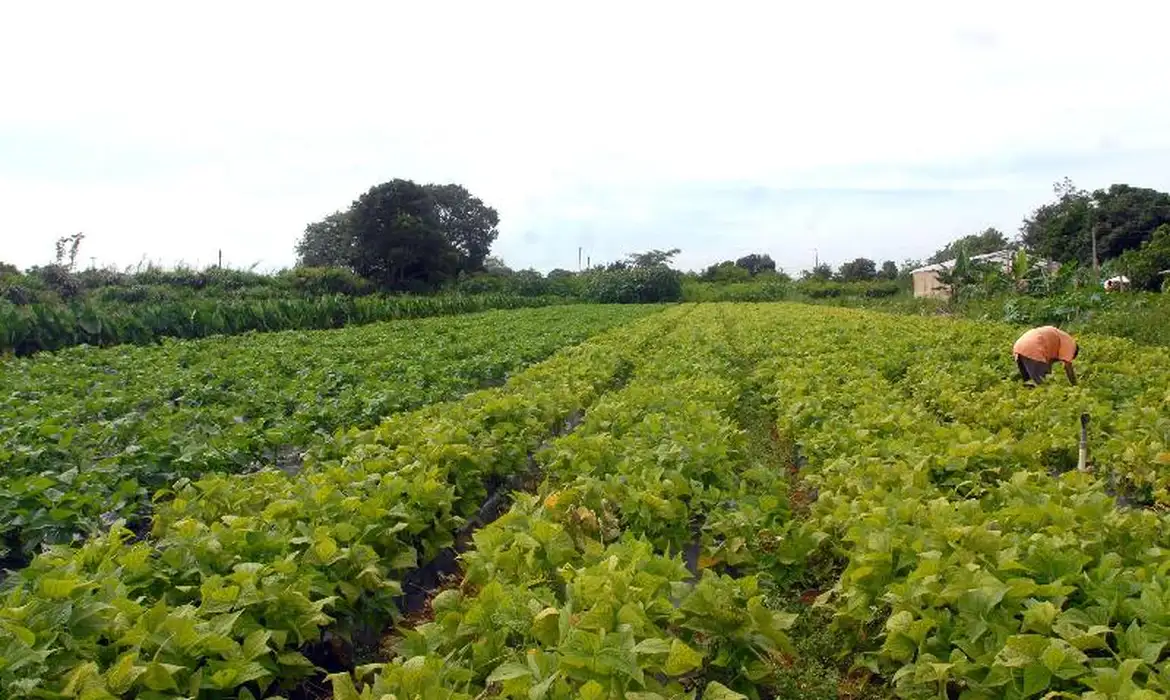 Segurança alimentar e povos indígenas têm R$ 64,3 milhões em crédito